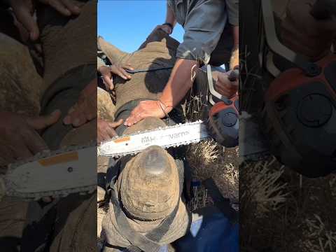 Government's new strategy to save rhinos #shorts