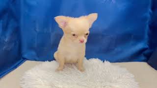 チワワ（ロング）の動画01