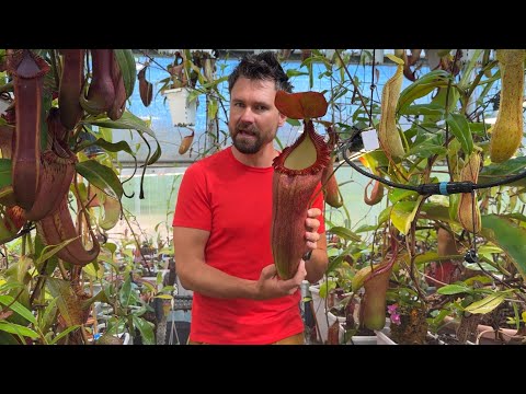 2025 Big Carnivorous Plant Greenhouse Tour Part 1 | Epic 42-Min Dive into Jeremiah’s Jungle!