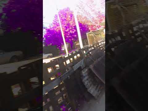 #flowers #nature #beautiful