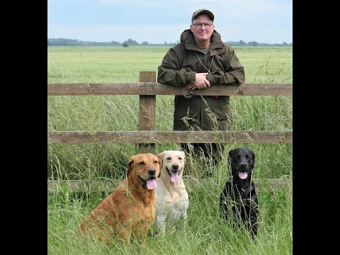 Gundog Training - teaching steadiness - a simple steadiness drill