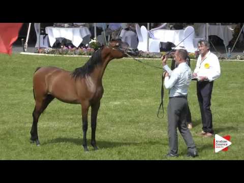 N.98 EOS APOLLO - Ströhen 2016 B-Show - Yearling Colts (Class F)