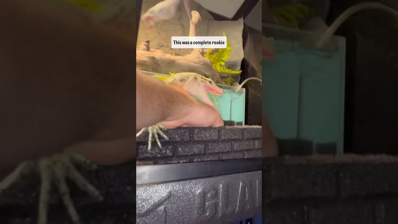 VENOMOUS LIZARD BITE!!!⚠️#quincemonitor #monitorlizard #lizard #lizards #reptile #venomous #fyp