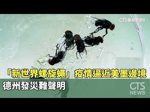 「新世界螺旋蠅」疫情逼近美墨邊境　德州發災難聲明