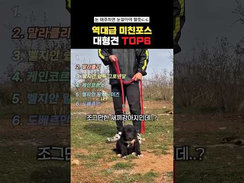 역대급 미친포스 대형견Top6#랭킹쇼츠