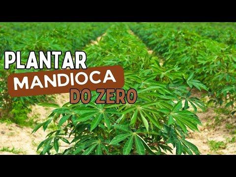 Como Plantar MANDIOCA pela 1ª Vez. Passo-a-Passo.