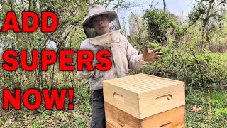 First Time Honey Flow? Watch This Before Starting - Nuc Follow Along 4/1/25