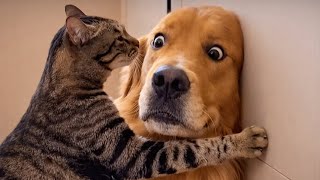 When a Cat Meets a Dog for the First Time… Things Got Awkward 😂 Funny Cats & Dogs
