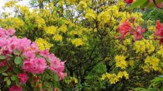 I'll walk Beside You