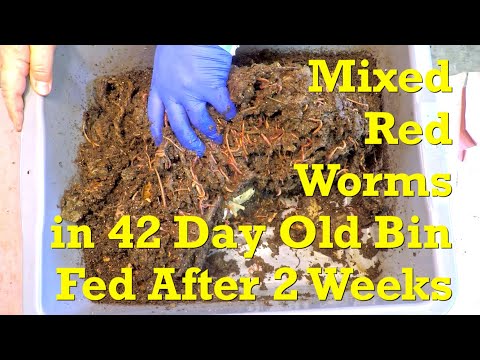 4th Feeding in 42-day mixed red worm bin w mostly twine bedding - vermicompost