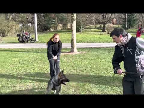 Koeniga z Jukasu - 5,5 months - protection training