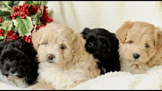Video preview image #1 Havapoo Puppy For Sale in LEOLA, PA, USA