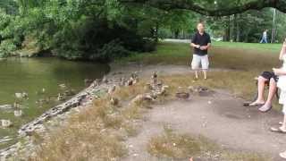preview picture of video 'Feeding Wild Ducks in Elizabeth Park, West Hartford, Connecticut (1/2)'