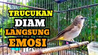 Download lagu Suara burung trucukan gacor memanggil lawan Pancingan trucuk betina memanggil jantan agar bunyi mp3