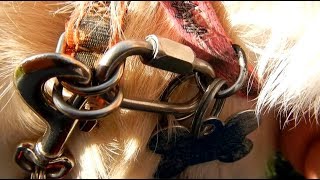 Stop dogs from backing out of a harness