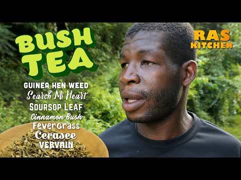 Bush Tea Hike with Coppy! Guinea Hen Weed, Search Mi Heart & More 🌿