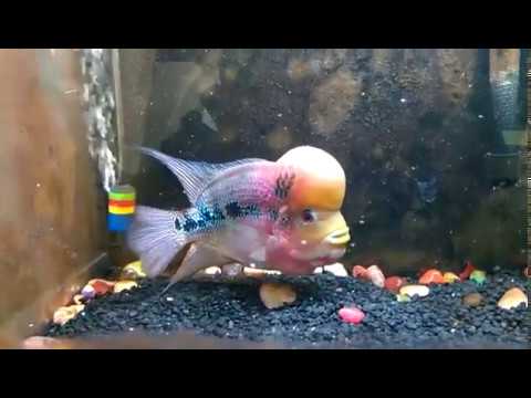 Watch Video on YouTube