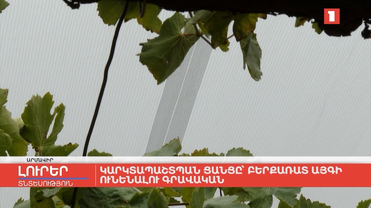 Կարկտապաշտպան ցանցը՝ բերքառատ այգի ունենալու գրավական