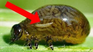 AMAZING Animal Superpowers!