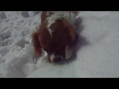 MY DOG SAW SNOW FOR THE FIRST TIME!