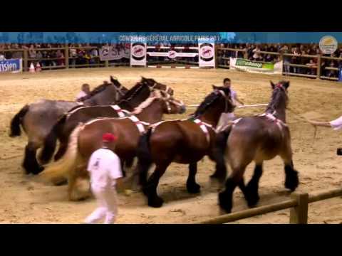 Voir la vidéo : Carrière Équine du 04 mars 2017, partie 3
