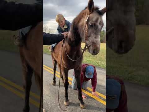 TSP LOT# 2607 - ARABIAN X - Geld - 14.3 H - 3 YO - $1,450
