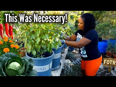 Grow Your Food, Save $100,000s: Self-Sufficiency Secrets
