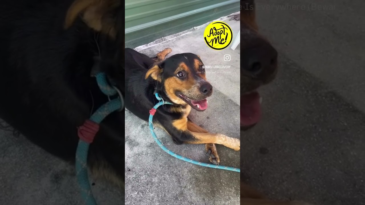 Enlarge GUMBO, a Adoptable mixed breed in Indiantown, FL video 6/6