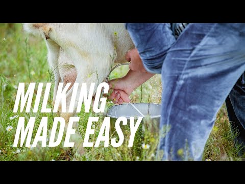 , title : 'How To Milk A Goat | Milking by Hand | Goat Milking 101 |  Supplies for milking | Milking Practices'