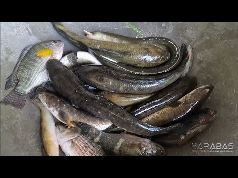 EP777-P2 - Pangingitang sa Ilog | Occ. Mindoro