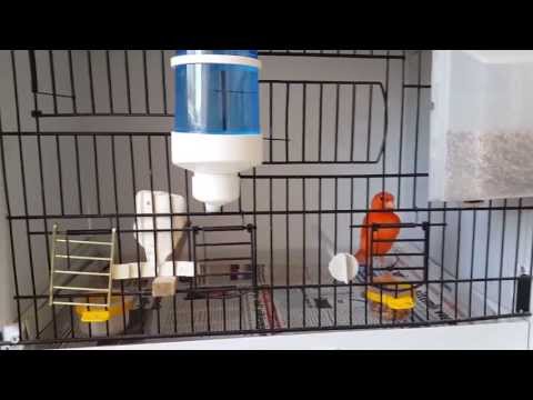Red Factor Canary (Molting Period)