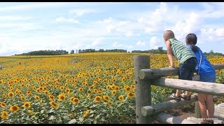 preview picture of video '【北海道の絶景】　北竜町ひまわり畑　２０１４　Sunflower field　Uryuugunhokuryuuchou　Hokkaido Japan'