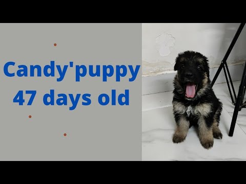 Candy's puppy playing with cane