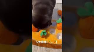 #ぱぐ  #おもしろ動画  #かわいい