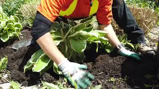 How to transplant a hosta