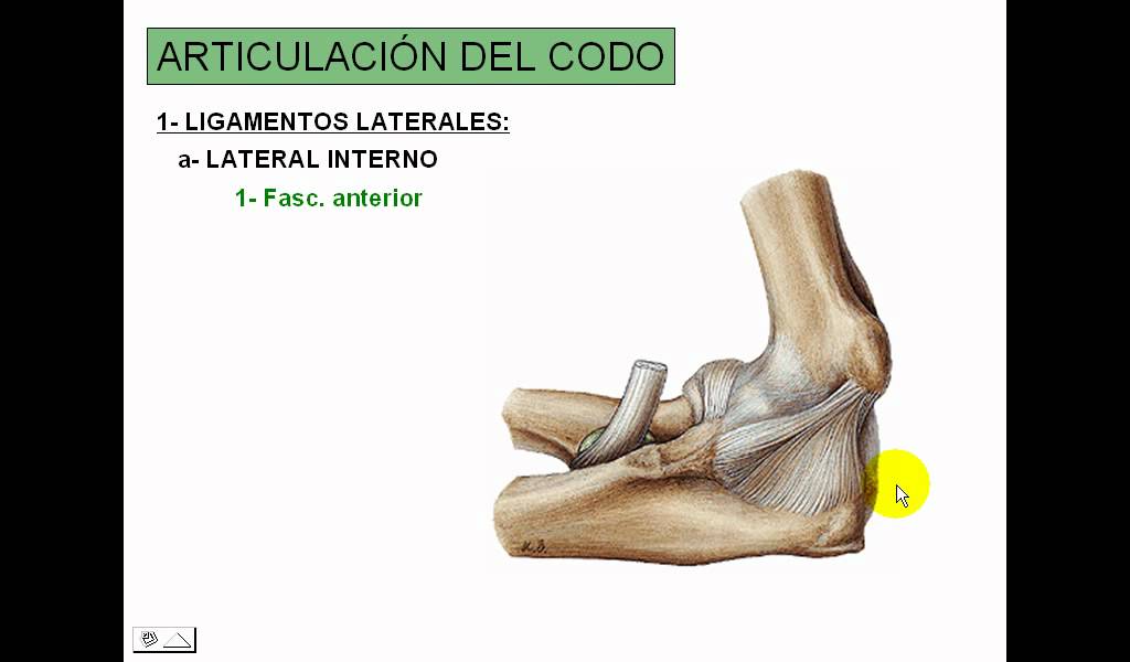 3  Articulaciòn de codo, muñeca y mano