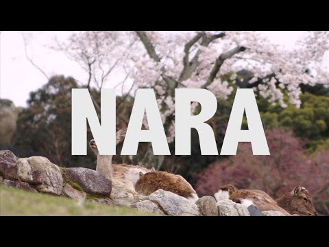 JAPAN IS AWESOME -- NARA