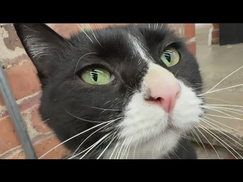 Bone Jovi, the tuxedo cat, finds home at The Bone Museum - YouTube