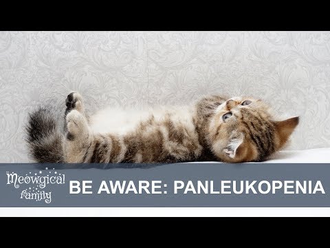 Hellish PANLEUKOPENIA: feline distemper
