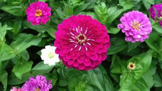 Succeeding with zinnias