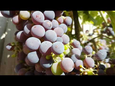 Black Hamburg Grapevine August 2021 in 4k on my 5 year old Samsung S7 edge.