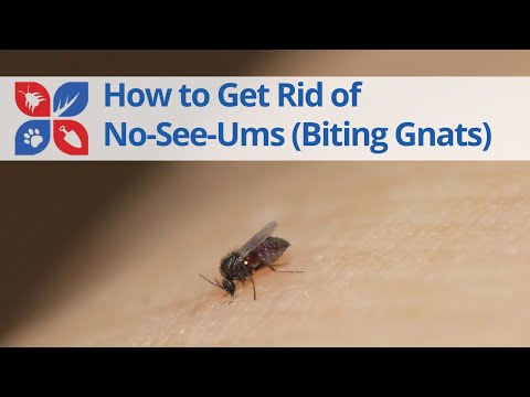 How to Get Rid of No-see-ums (Biting Flies or Midges) | DoMyOwn.com
