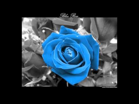 Blue Little Rose