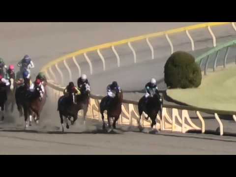 2020 芝・ダートG1勝利 第37回 フェブラリーステークスGⅠ 最後の直線とウィニングラン 現地映像 モズアスコット