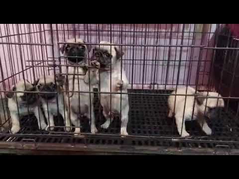 All types of dogs are available