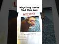 Lost dog