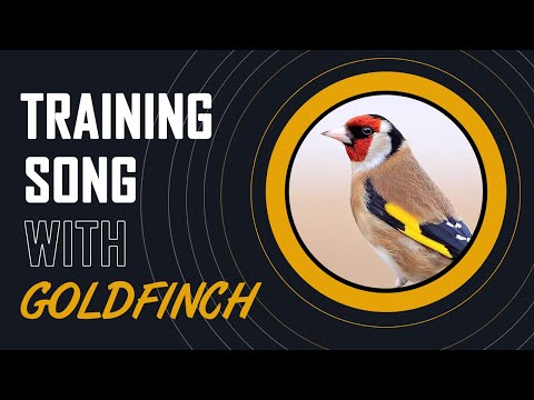 12h Goldfinch The Best Singing - training song