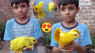 Yellow Rabbit 😘 Aor Pigeon Ko Yellow 🥰 Color Kr Diya - Yellow Color Pigeon - Colorful Rabbits