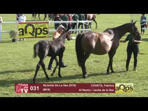 Show AQPS Le Lion 2016 : Lot 31- N(Janita De La See 2016)