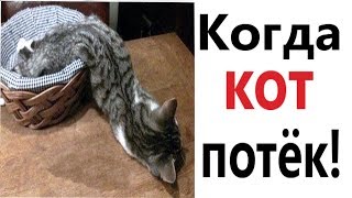 Приколы с котами - КОГДА КОТ ПОТЁК!!! СМЕШНЫЕ ЖИВОТНЫЕ! Попробуй не ЗАСМЕЯТЬСЯ – Domi Show